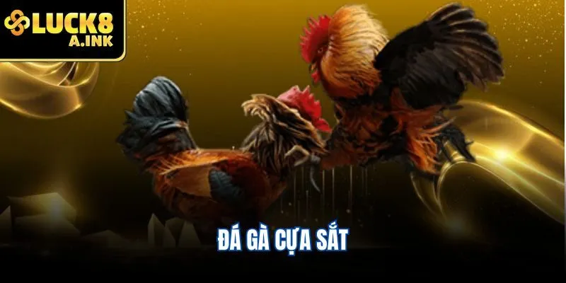 Đá gà cựa sắt