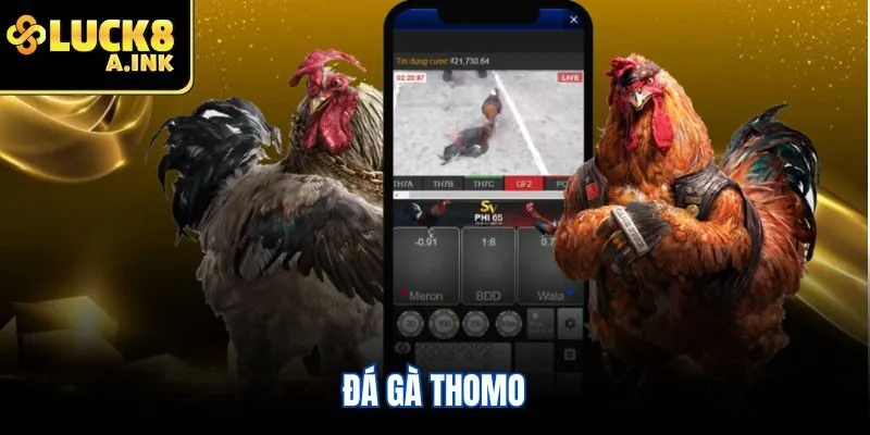 Đá gà Thomo