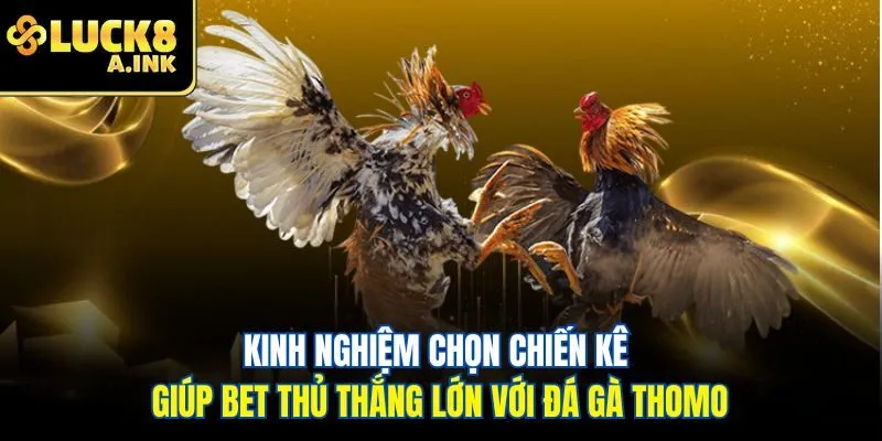 Kinh nghiệm chọn chiến kê giúp bet thủ thắng lớn với đá gà Thomo