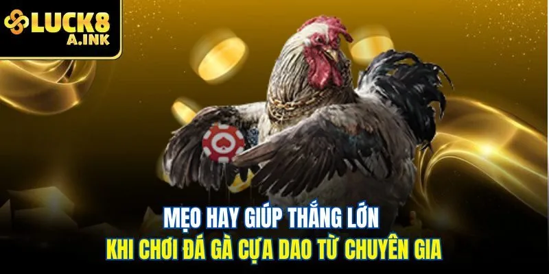Mẹo hay giúp thắng lớn khi chơi đá gà cựa dao từ chuyên gia